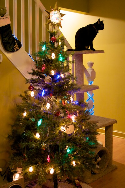 Christmas Tree and Cat