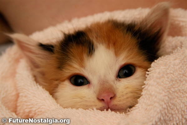 Calico Kittens Pictures