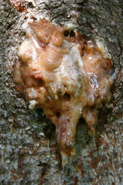 Tree Sap Blob