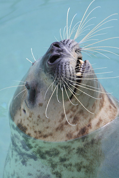 Happy Seal