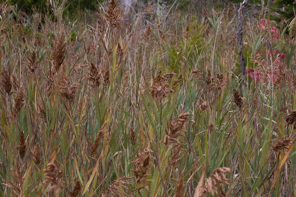 Marsh Plants