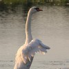 Cape May Swan