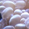 Funky Sea Blobs