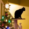 Christmas Tree and Cat