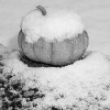 Snow Covered Gourd