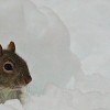 Rittenhouse Snow Squirrel