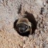 Ground Bee