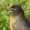 Early Robin Catches the Worm