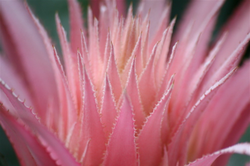 Closeup of Flower