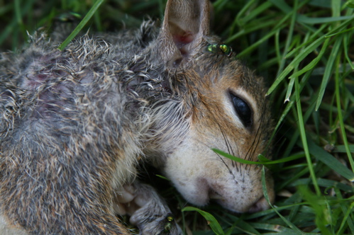 Dead Squirrel