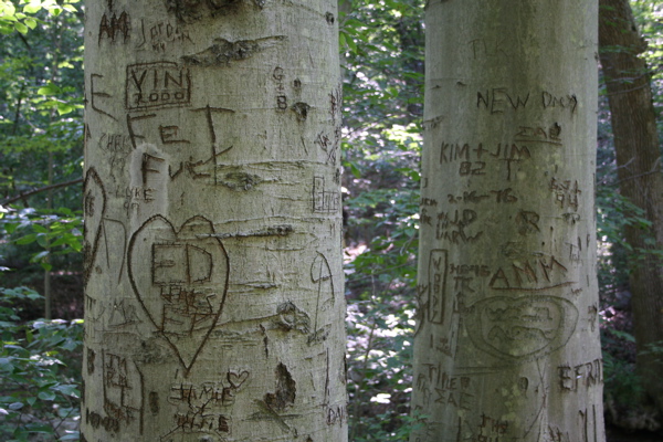 Carved Trees, Ridley Creek State Park