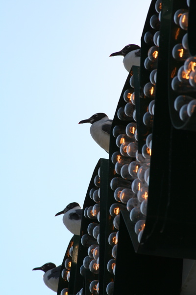 Seagulls On Sign