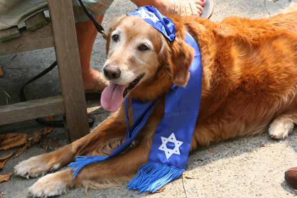 Canine Rabbi?