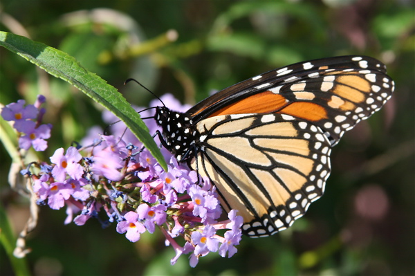 Monarch Butterfly