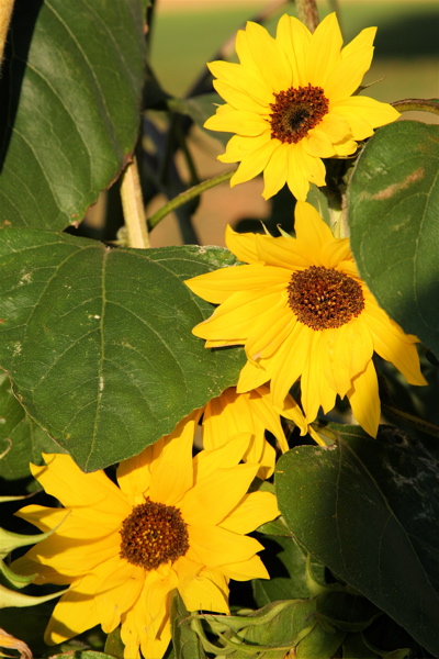 Three Sunflowers