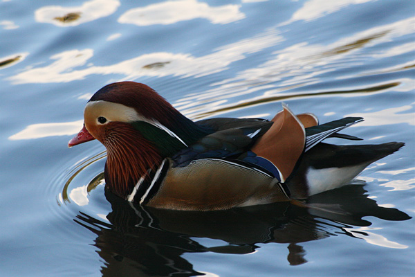 Mandarin Duck