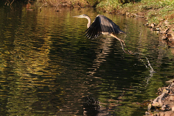 Great Blue Heron