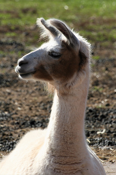 Llama