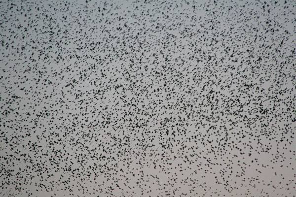 Bird Swarm