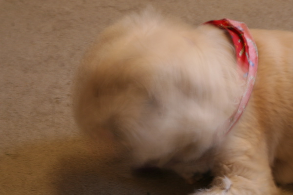 The Blurry Dog