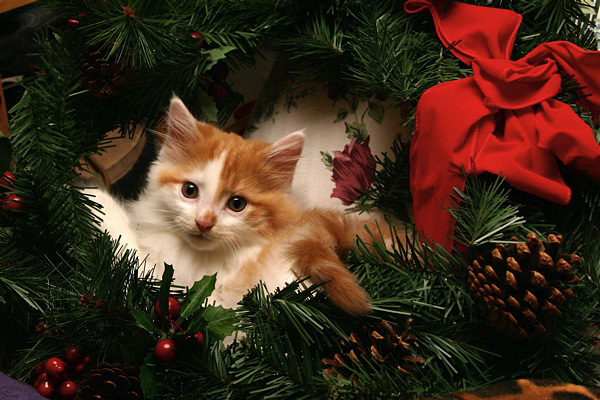 Christmas Kitten