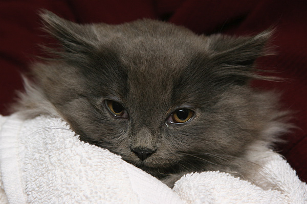 Gray Kitten