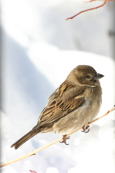 Bird In Snow