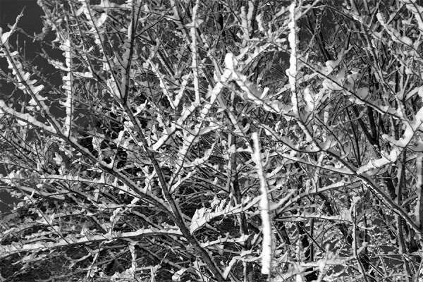 Snow Branches