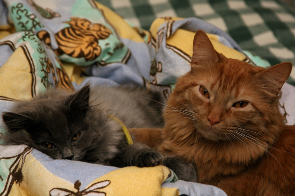 Gray Kitten and Zo