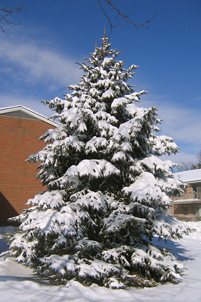 Snow Covered Evergreen