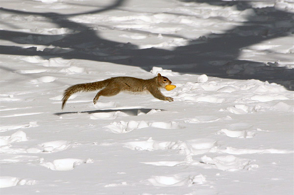 Snow Squirrel