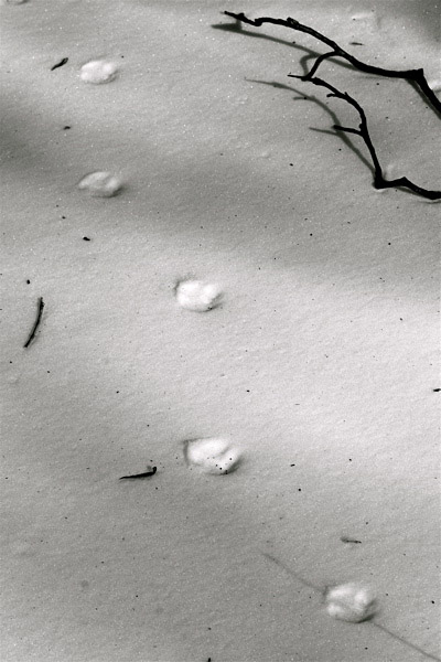 Paw Prints In The Snow