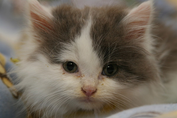 Gray and White Kitten
