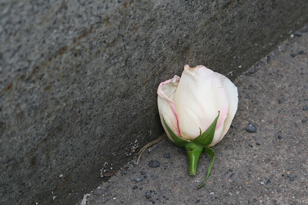 Sidewalk Flower