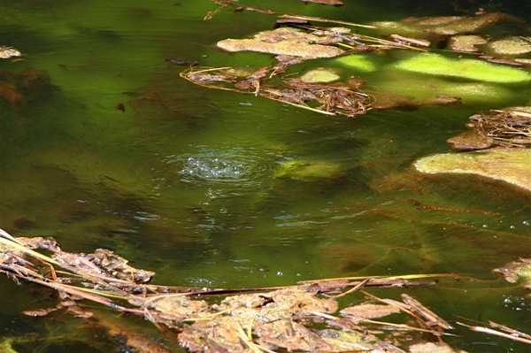 Trail of Shadows Hot Spring