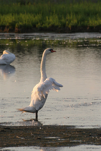 Cape May Swan