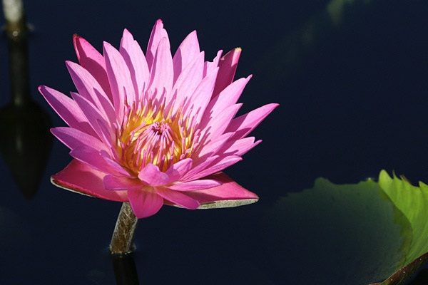 Longwood Gardens Water Lilly