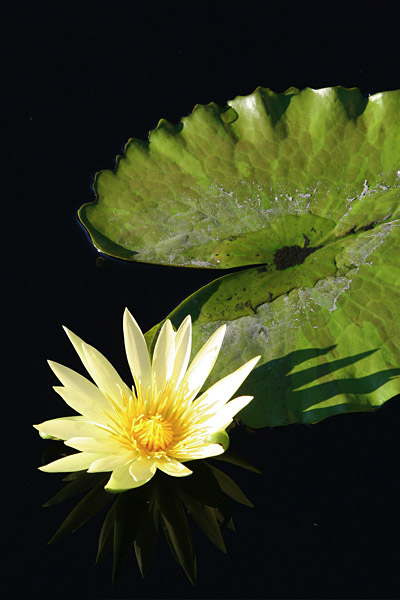 Yellow Water Lilly