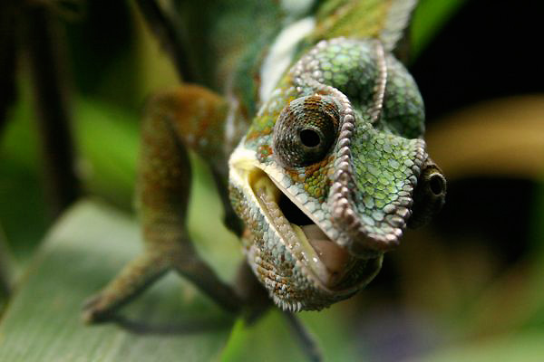 Chameleon