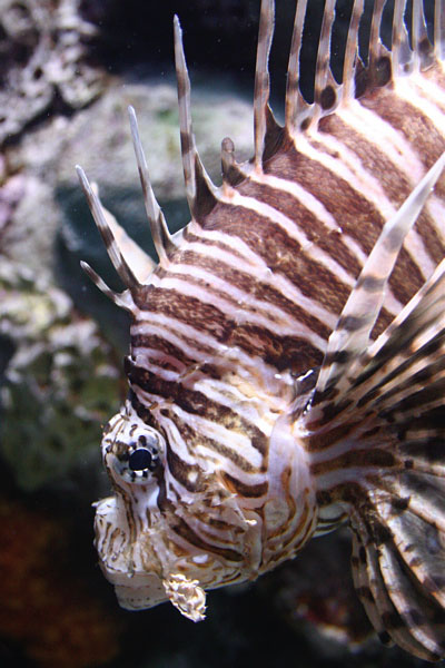 Lionfish