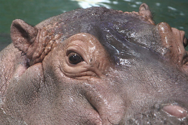 Hippo Close Up