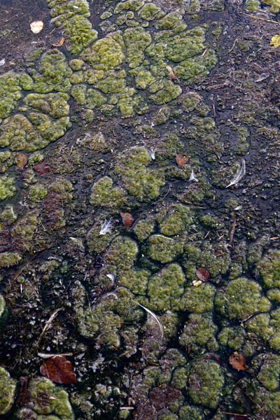 Capitol Lake Slime