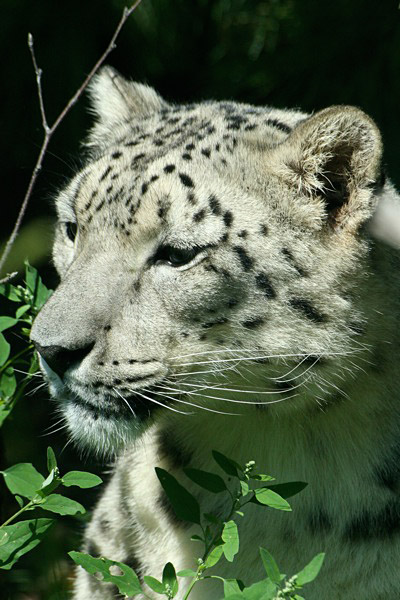 Snow Leopard