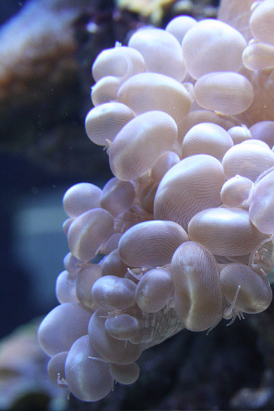 Funky Sea Blobs