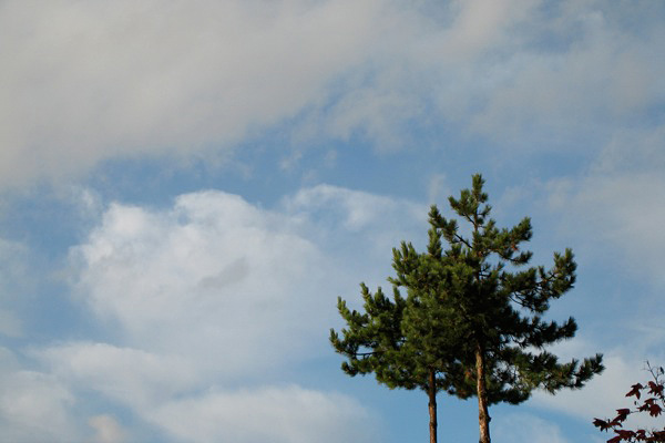 Pines Trees and Sky