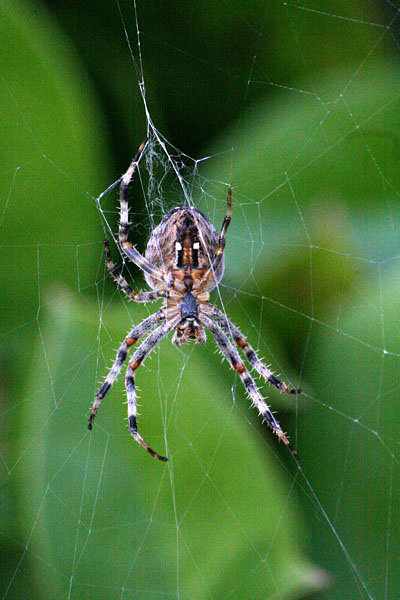 Spider in Web