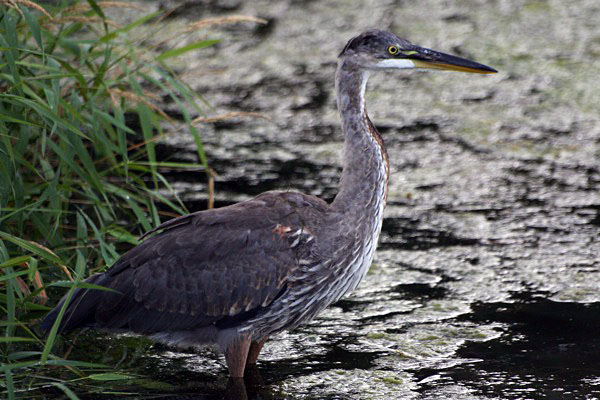 Capitol Lake Heron