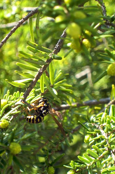 Yellow Jacket