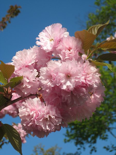 Pink Flowers