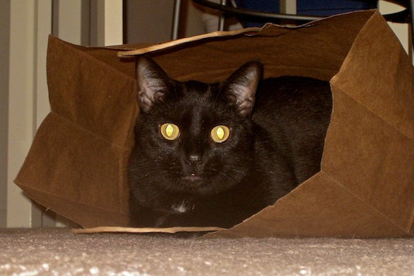 Cat In The Bag